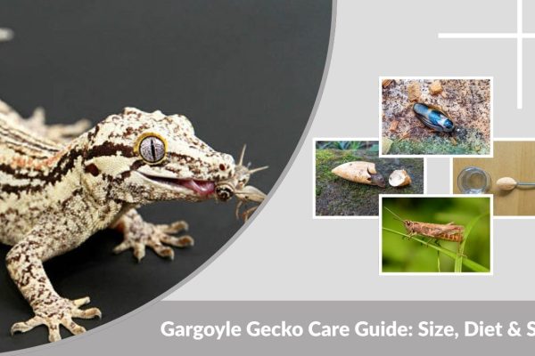 Gargoyle Gecko Care Guide: Size, Diet & Setup