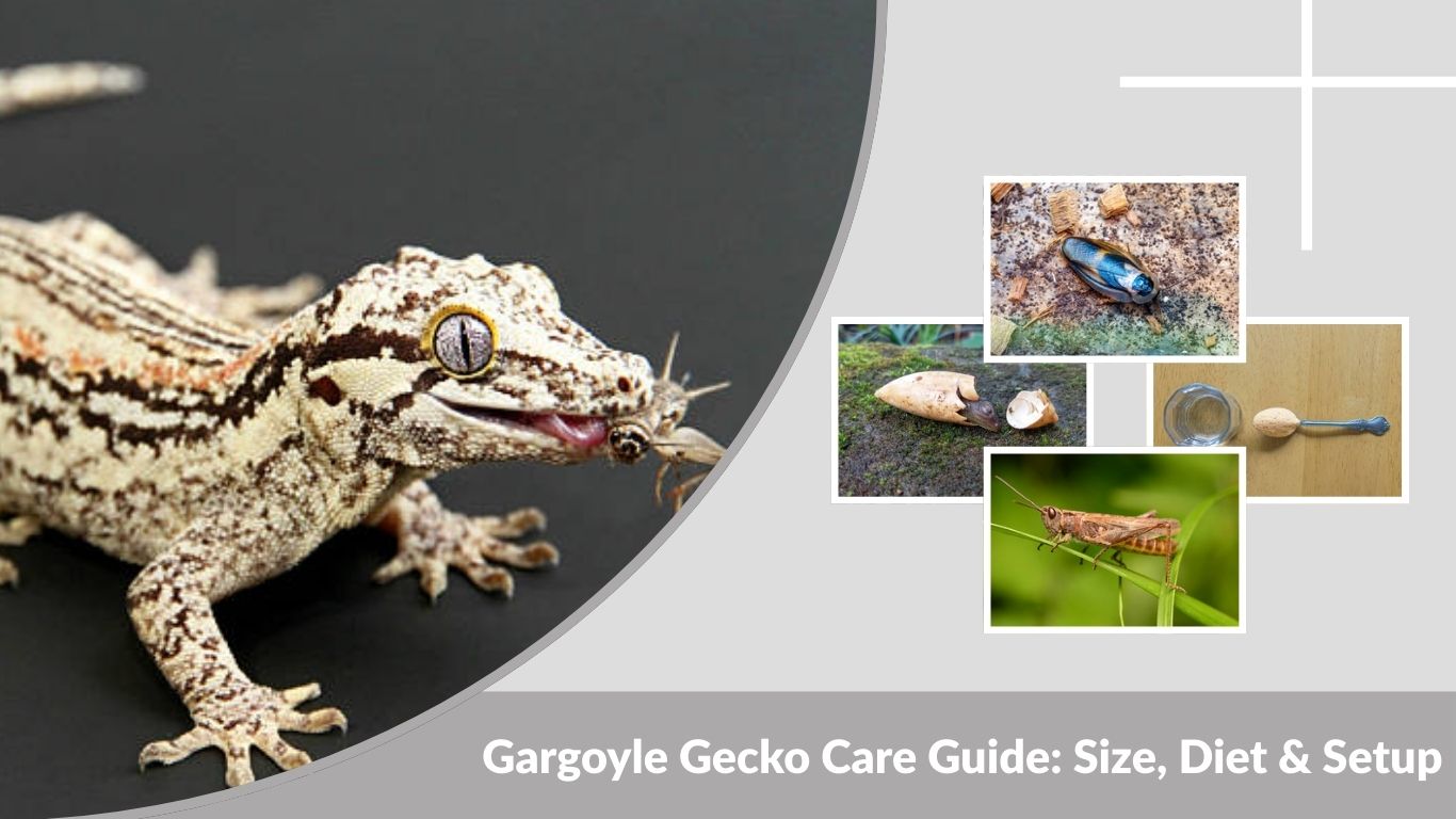 Gargoyle Gecko Care Guide: Size, Diet & Setup