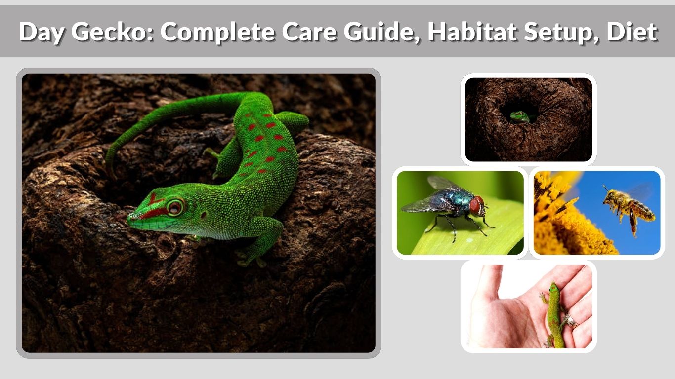 Day Gecko: Complete Care Guide, Habitat Setup, Diet & Lifespan