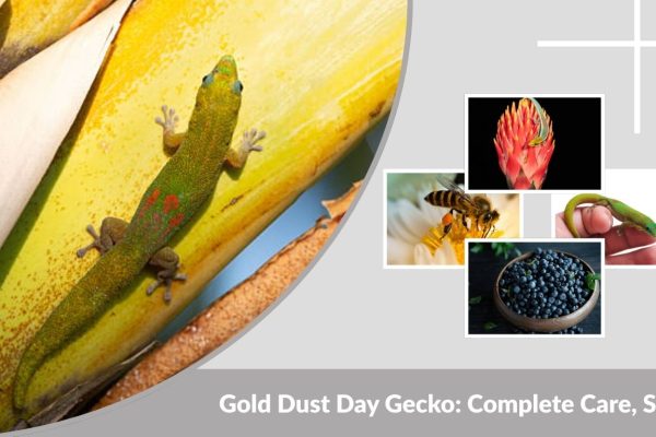 Gold Dust Day Gecko: Complete Care, Size, and Lifespan Guide