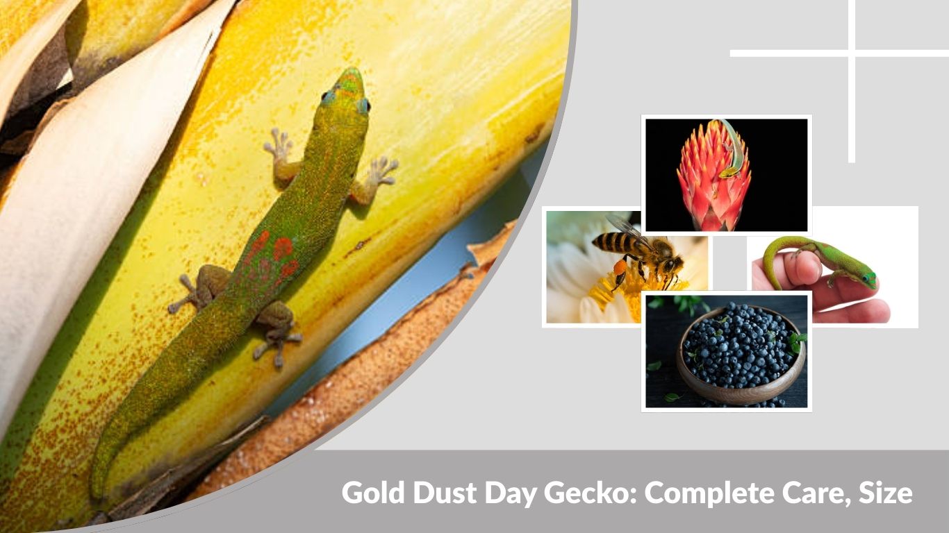Gold Dust Day Gecko: Complete Care, Size, and Lifespan Guide
