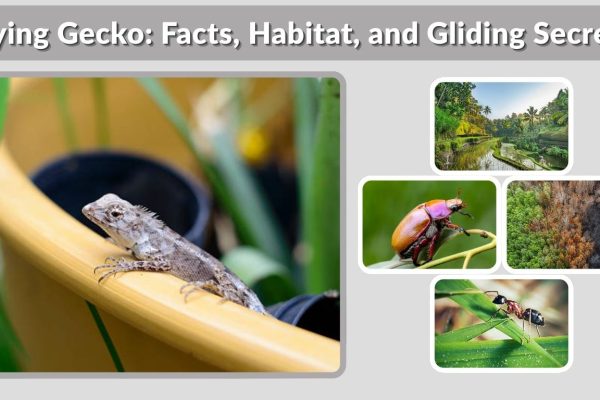 Flying Gecko: Facts, Habitat, and Gliding Secrets