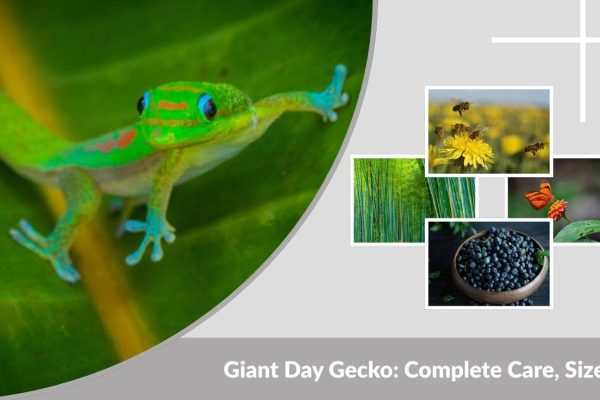 Giant Day Gecko: Complete Care, Size & Habitat Guide
