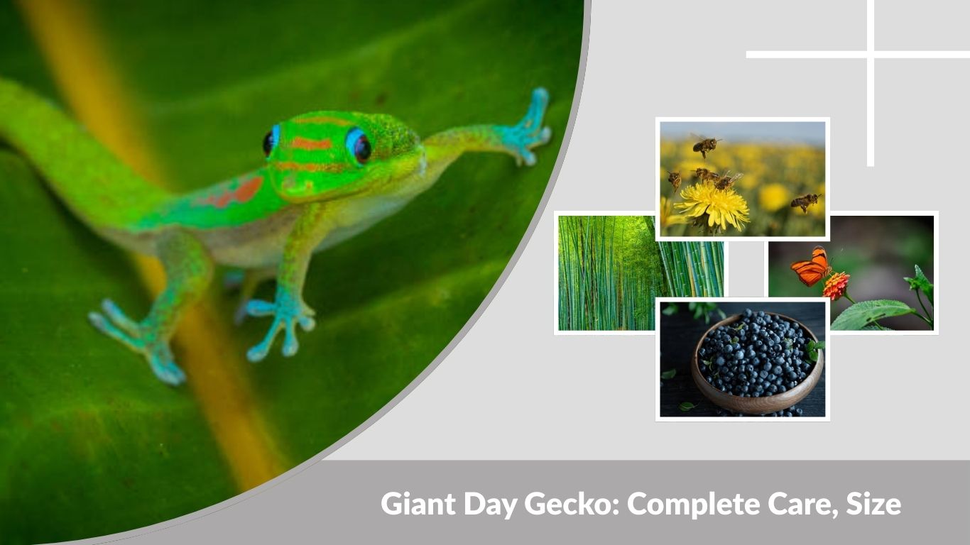 Giant Day Gecko: Complete Care, Size & Habitat Guide