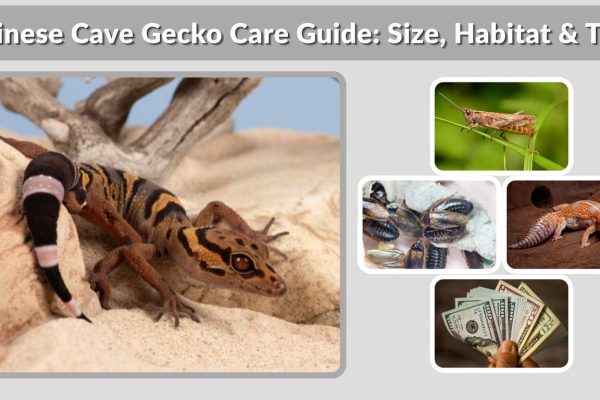 Chinese Cave Gecko Care Guide: Size, Habitat & Tips