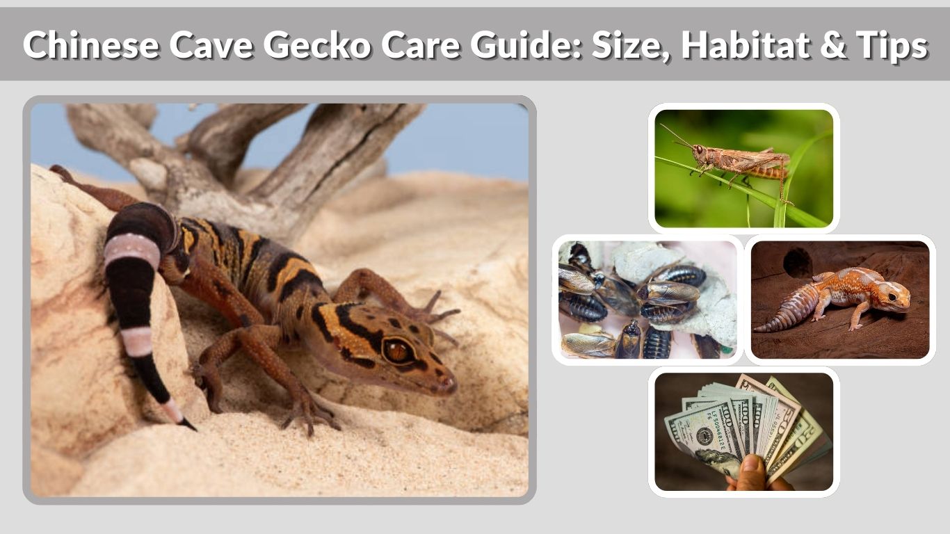 Chinese Cave Gecko Care Guide: Size, Habitat & Tips