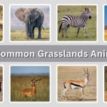 20 Common Grasslands Animals: Identification with Picture