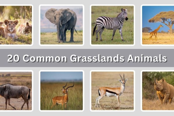 20 Common Grasslands Animals: Identification with Picture