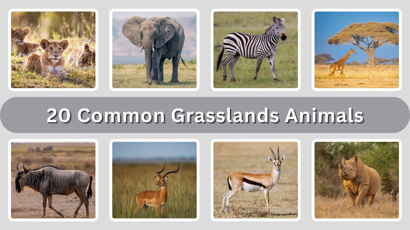 20 Common Grasslands Animals: Identification with Picture