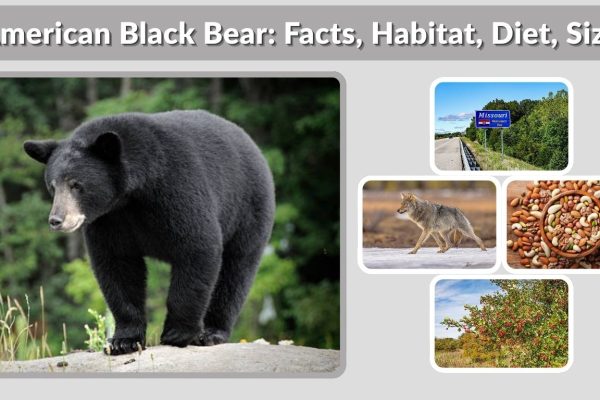 American Black Bear: Facts, Habitat, Diet, Size & Behavior Guide
