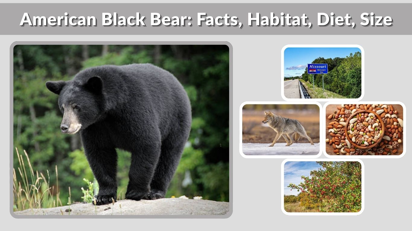 American Black Bear: Facts, Habitat, Diet, Size & Behavior Guide