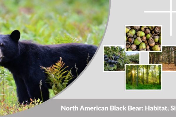 North American Black Bear: Habitat, Size & Behavior Guide