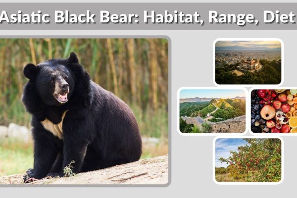Asiatic Black Bear: Habitat, Range, Diet & Facts Guide