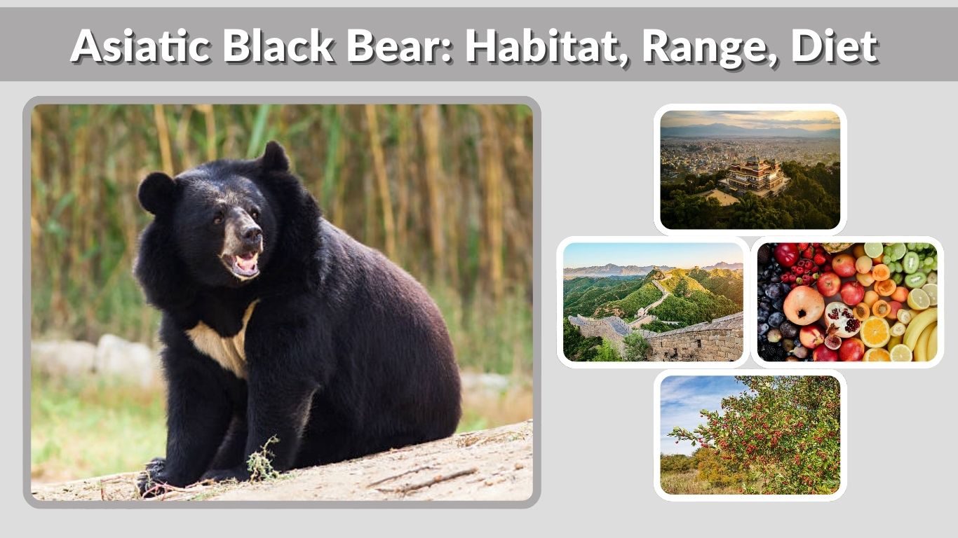Asiatic Black Bear: Habitat, Range, Diet & Facts Guide