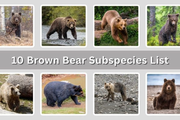 10 Brown Bear Subspecies List and Identification Guide