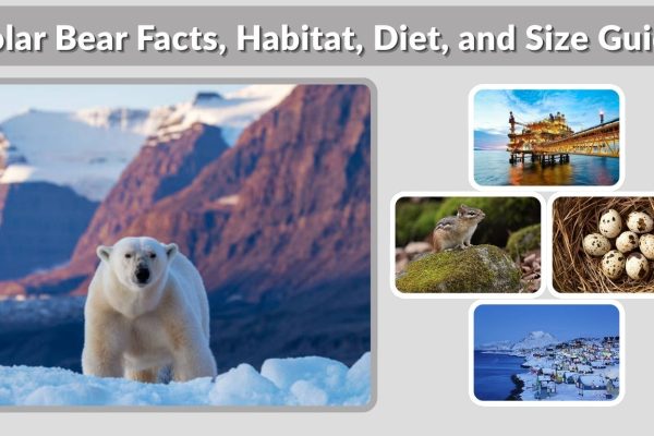 Polar Bear Facts, Habitat, Diet, and Size Guide