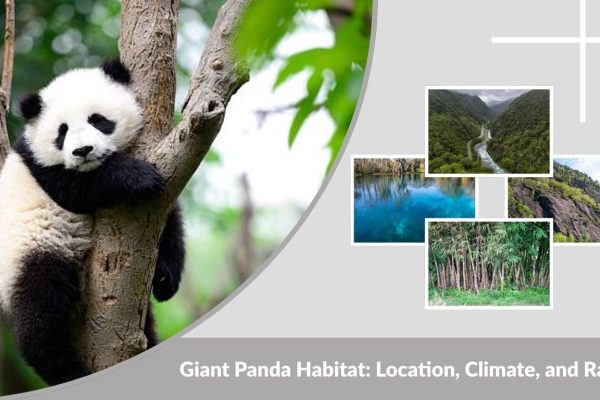 Giant Panda Habitat: Location, Climate, and Range