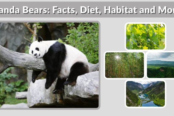 Panda Bears: Facts, Diet, Habitat and More