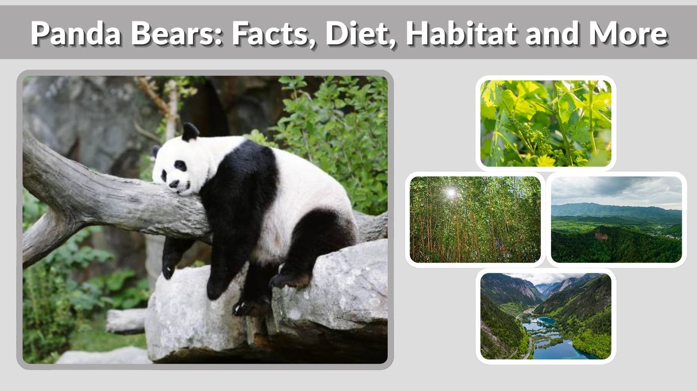 Panda Bears: Facts, Diet, Habitat and More