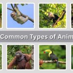 20 Common Types of Animals found in The Rainforest