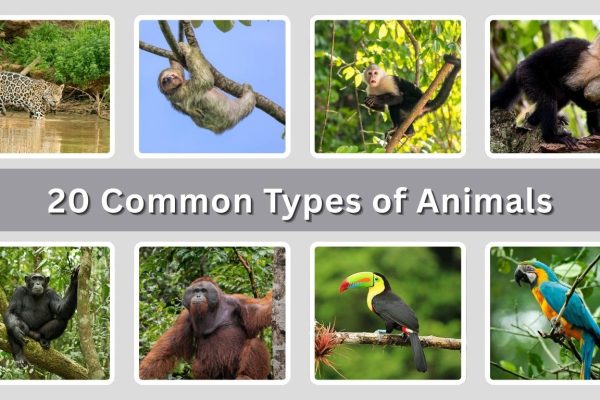 20 Common Types of Animals found in The Rainforest