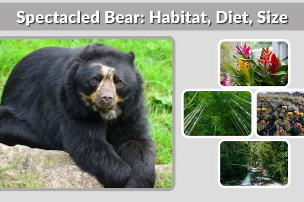 Spectacled Bear: Habitat, Diet, Size & Facts Guide