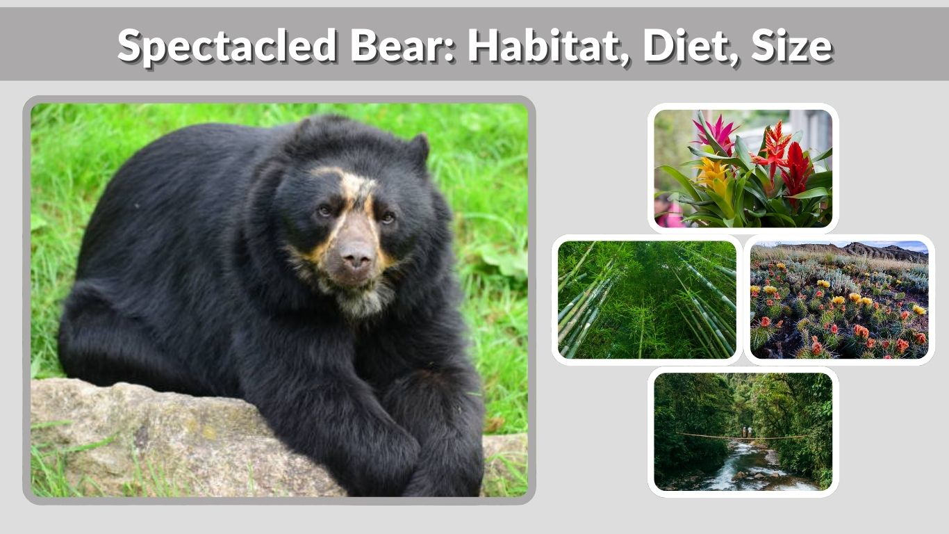 Spectacled Bear: Habitat, Diet, Size & Facts Guide