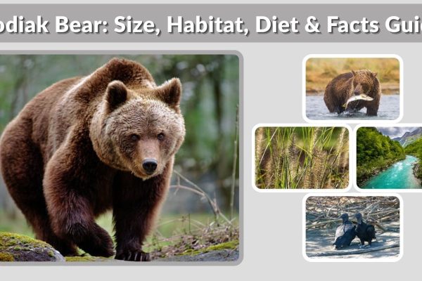 Kodiak Bear: Size, Habitat, Diet & Facts Guide