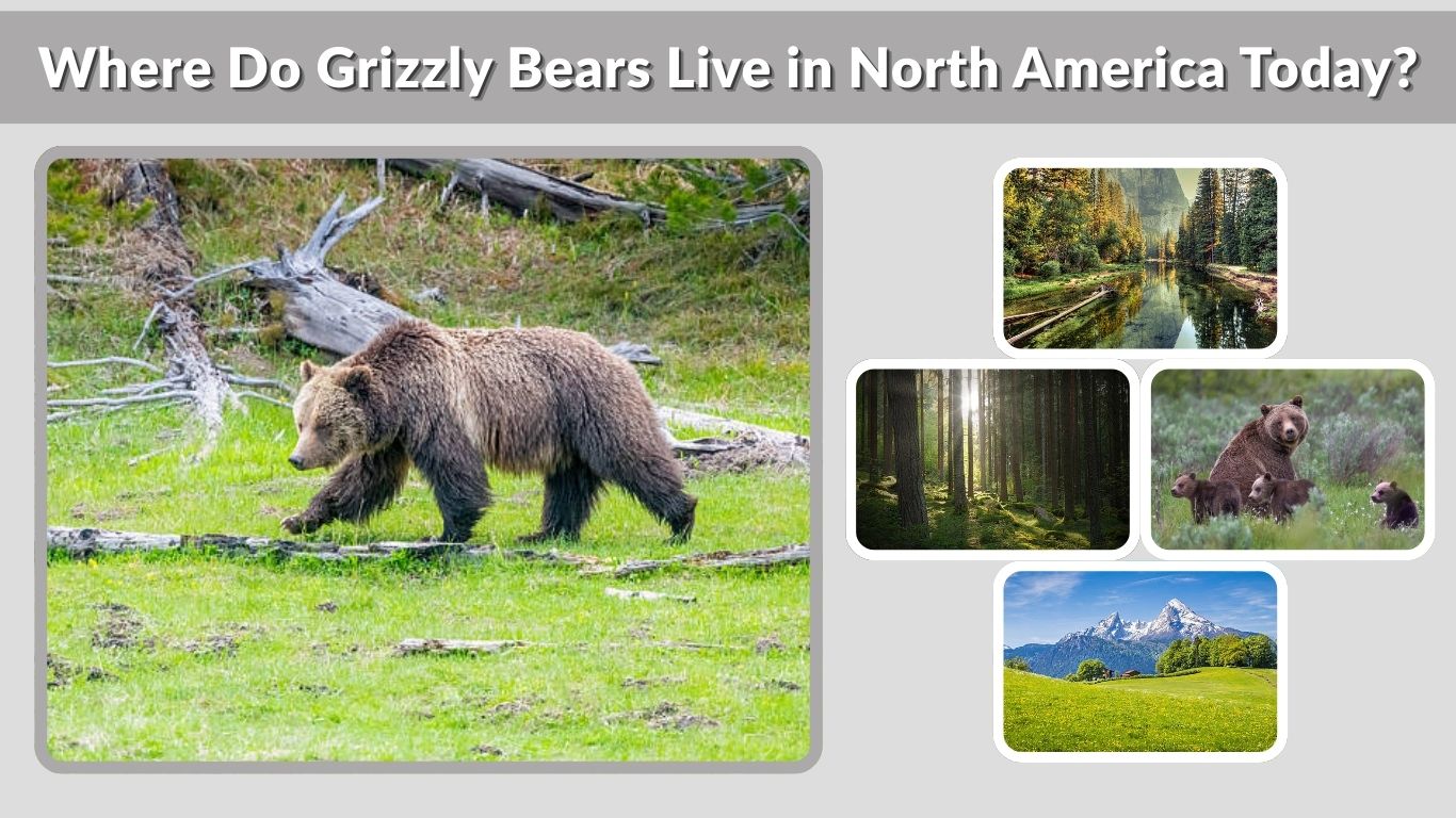 Where Do Grizzly Bears Live in North America Today?