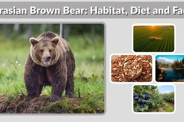 Eurasian Brown Bear: Habitat, Diet and Facts