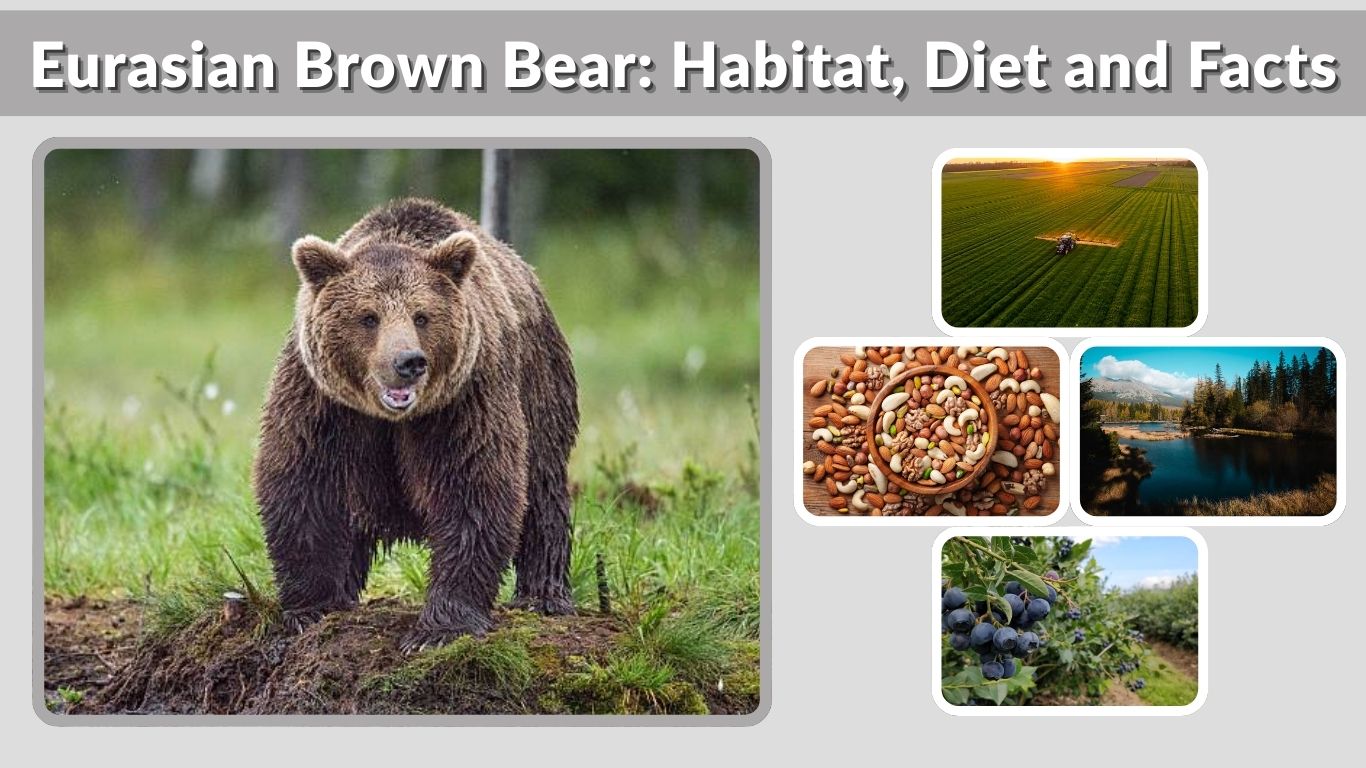 Eurasian Brown Bear: Habitat, Diet and Facts