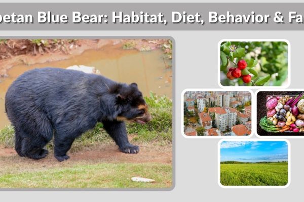 Tibetan Blue Bear: Habitat, Diet, Behavior & Facts