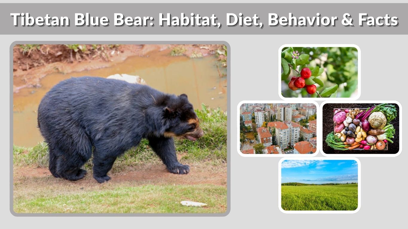 Tibetan Blue Bear: Habitat, Diet, Behavior & Facts