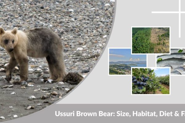 Ussuri Brown Bear: Size, Habitat, Diet & Facts