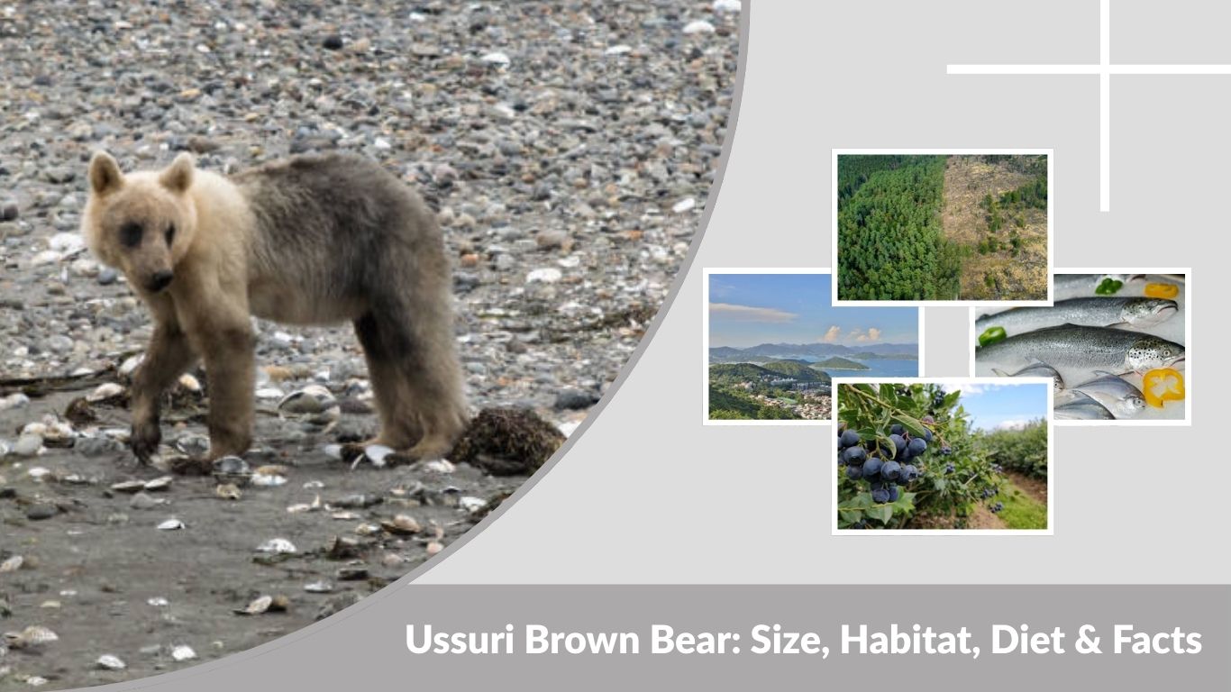 Ussuri Brown Bear: Size, Habitat, Diet & Facts