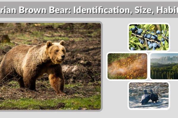 Syrian Brown Bear: Identification, Size, Habitat, Diet and Facts