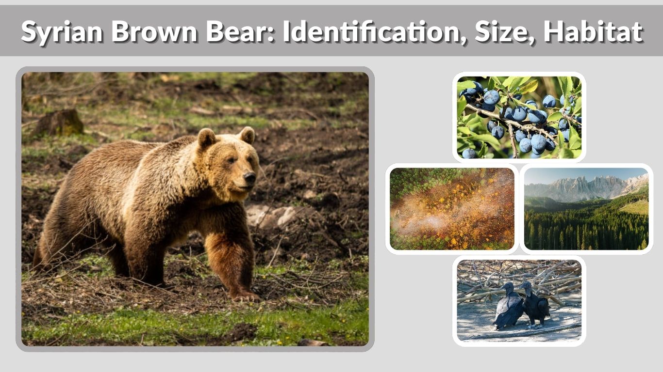 Syrian Brown Bear: Identification, Size, Habitat, Diet and Facts