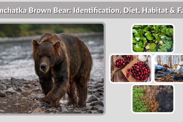 Kamchatka Brown Bear: Identification, Diet, Habitat & Facts