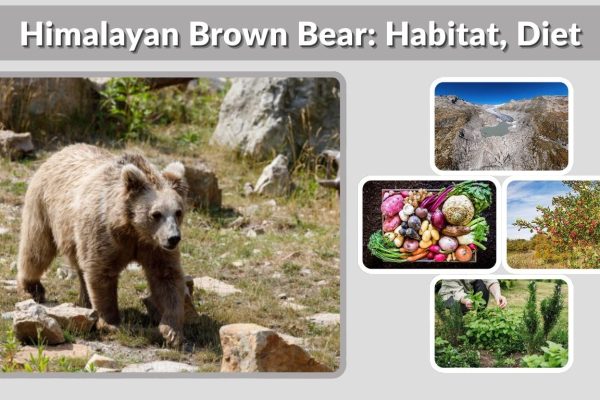 Himalayan Brown Bear: Habitat, Diet, Identification & Facts