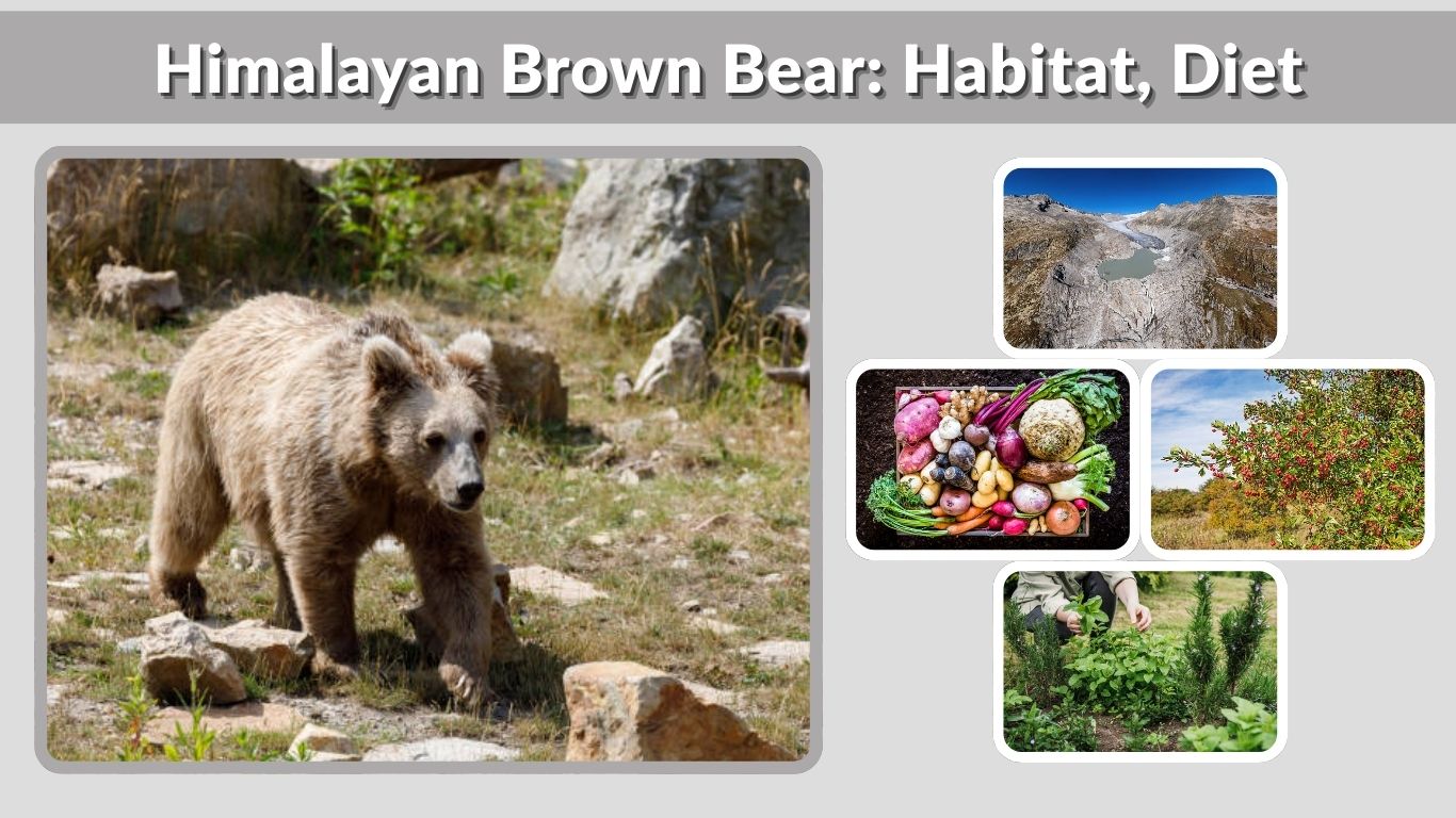 Himalayan Brown Bear: Habitat, Diet, Identification & Facts