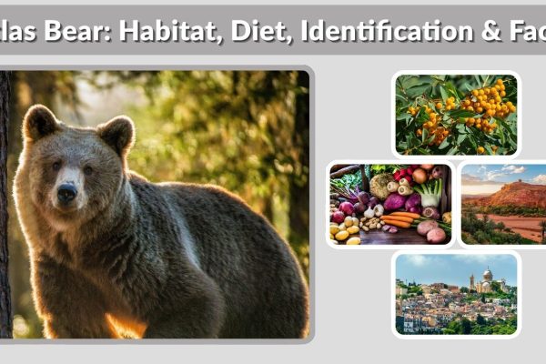 Atlas Bear: Habitat, Diet, Identification & Facts