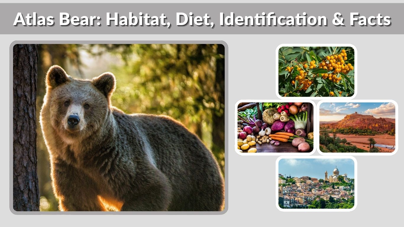Atlas Bear: Habitat, Diet, Identification & Facts