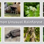 15 Common Unusual Rainforest Animals: Id with Picture