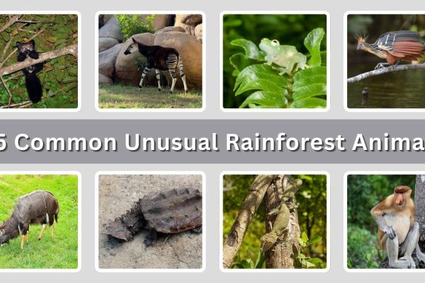15 Common Unusual Rainforest Animals: Id with Picture