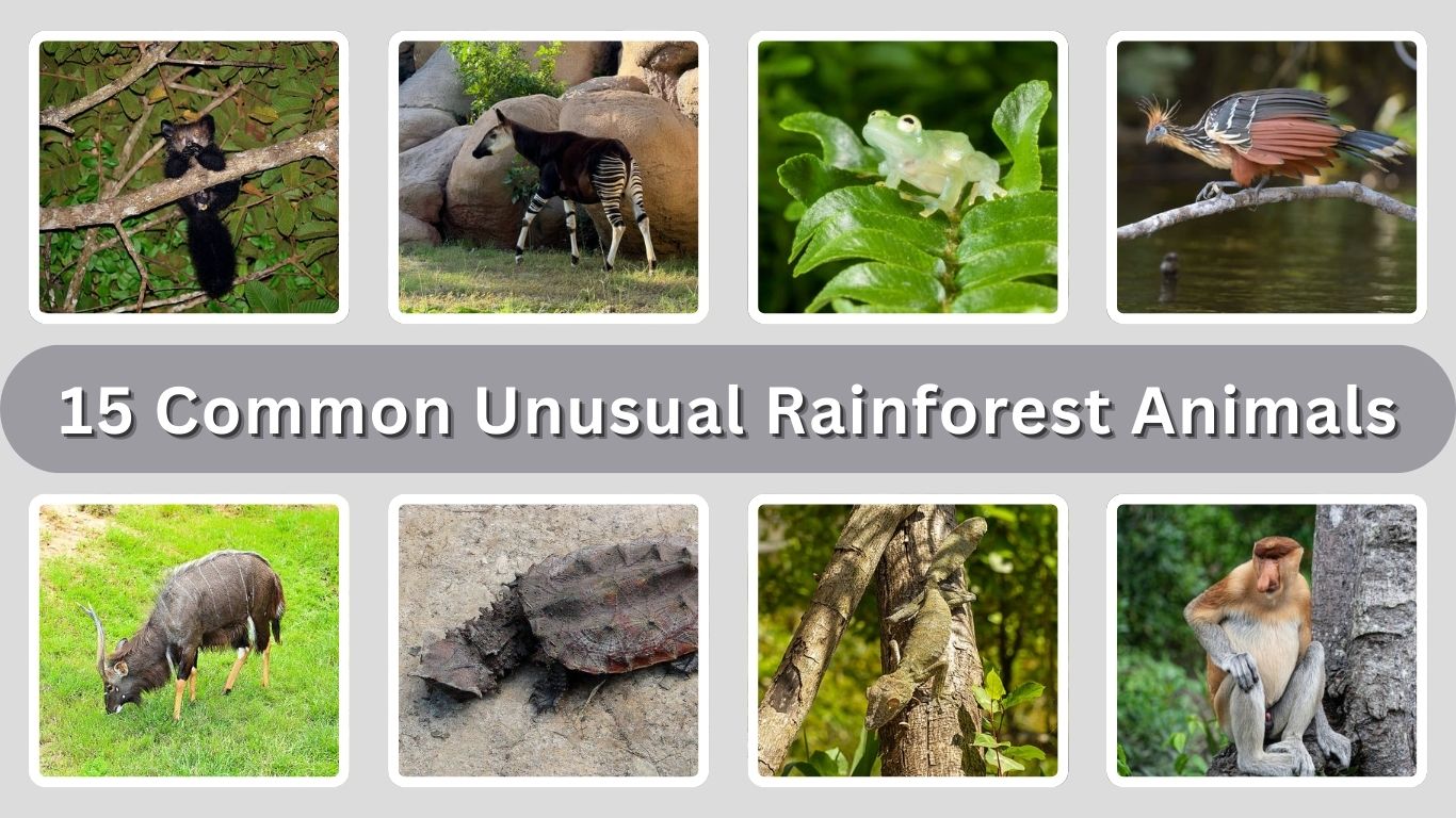 15 Common Unusual Rainforest Animals: Id with Picture