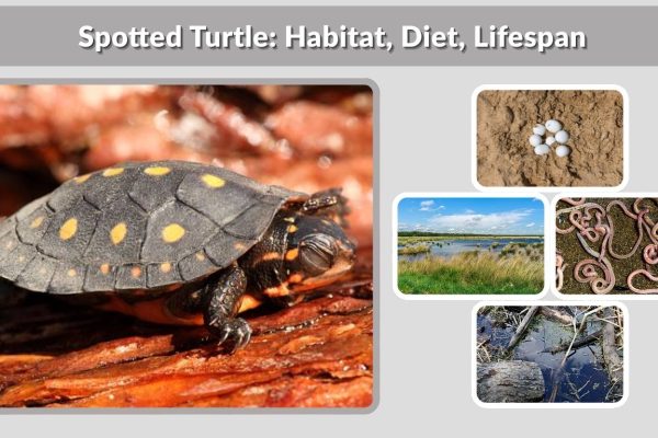 Spotted Turtle: Habitat, Diet, Lifespan & Fascinating Facts