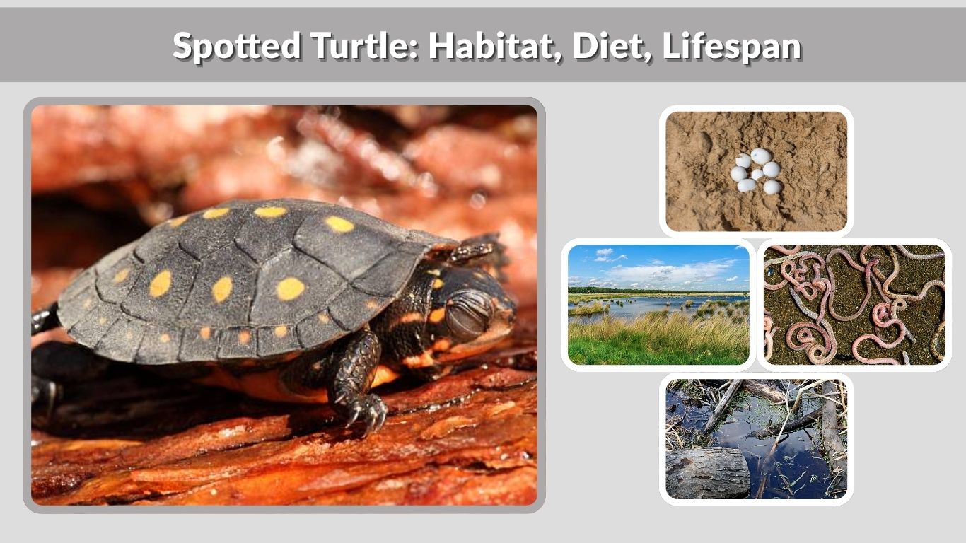 Spotted Turtle: Habitat, Diet, Lifespan & Fascinating Facts