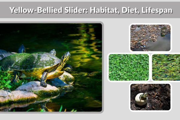 Yellow-Bellied Slider: Habitat, Diet, Lifespan & Key Facts