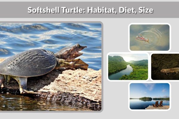 Softshell Turtle: Habitat, Diet, Size & Lifespan Guide