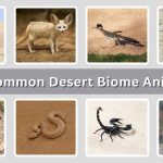 12 Common Desert Biome Animals: Identification with Picture